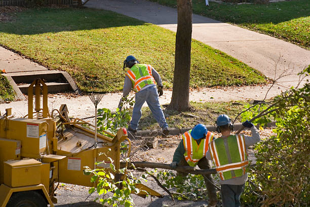 Why Choose Our Tree Removal Services in Hernando Beach, FL?