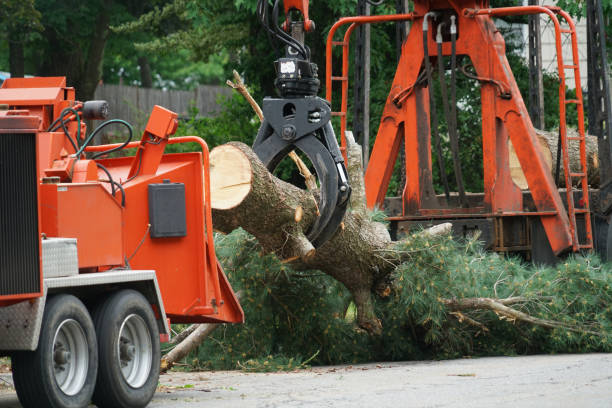 Best Storm Damage Tree Cleanup  in Hernando Beach, FL