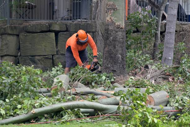 Tree and Shrub Care in Hernando Beach, FL