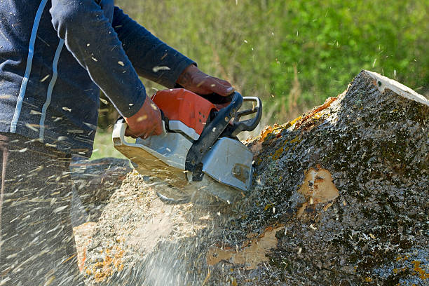 Best Commercial Tree Services  in Hernando Beach, FL