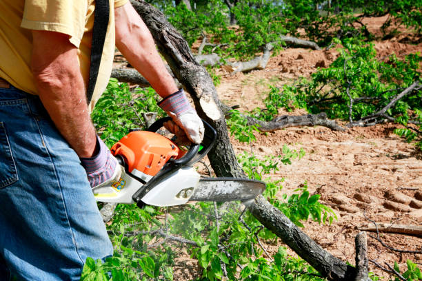 Best Tree Cabling and Bracing  in Hernando Beach, FL